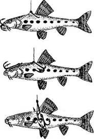 Кружки, жерлицы, поставушки – рыбалка без проколов - i_068.jpg