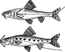 Кружки, жерлицы, поставушки – рыбалка без проколов - i_125.jpg