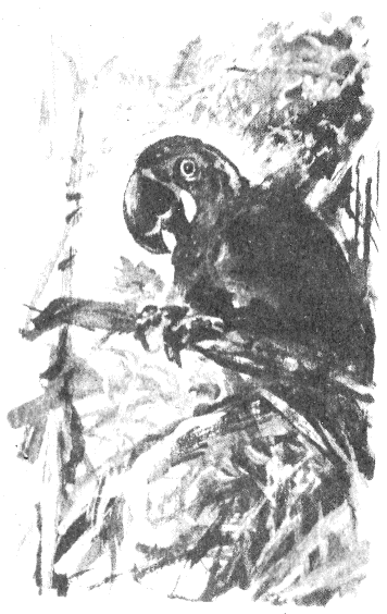 Томек в Гран-Чако - pic02.png