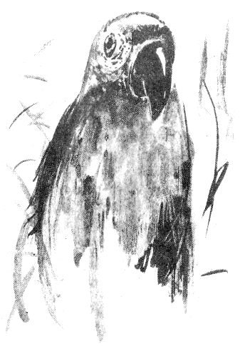 Томек в Гран-Чако - pic06.png