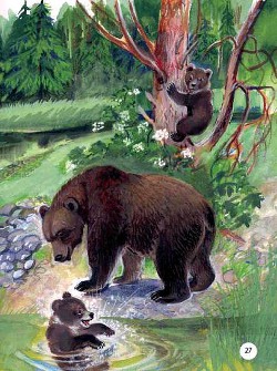 Книга Купание медвежат