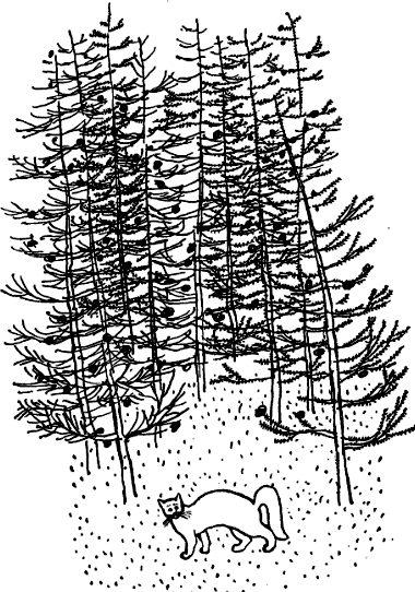 Кошка, гулявшая сама по себе - i_001.png