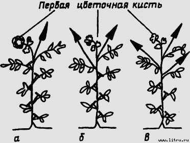 Семейное овощеводство на узких грядах - i_033.jpg