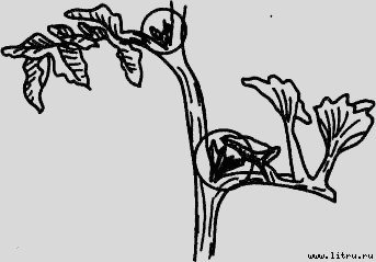 Семейное овощеводство на узких грядах - i_034.jpg