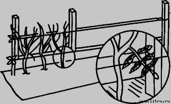 Семейное овощеводство на узких грядах - i_035.jpg