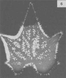 Сверхъестестественное. Научно доказанные факты - _87.jpg