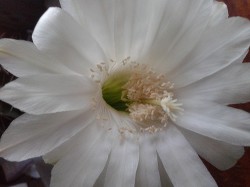 Читать онлайн книгу 1.Компас.Весы совести. (СИ) автор Книга 1.Компас.Весы совести. (СИ)