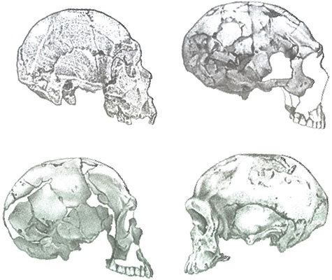 Скелеты в шкафу. Драматичная эволюция человека - i_025.jpg