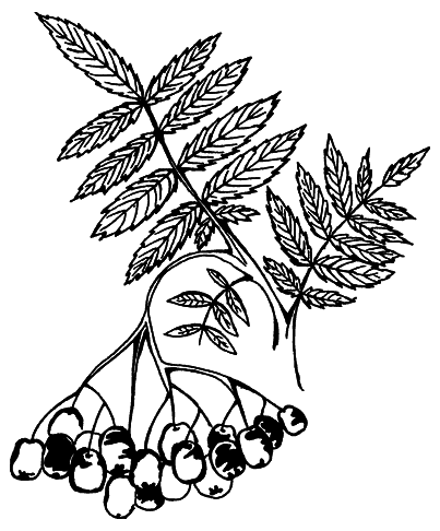 Лечимся ягодами. Дача — вылечит, дача — исцелит - i_001.png