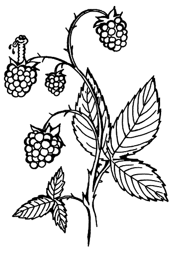 Лечимся ягодами. Дача — вылечит, дача — исцелит - i_004.png