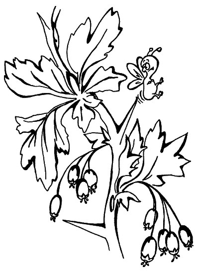 Лечимся ягодами. Дача — вылечит, дача — исцелит - i_007.png