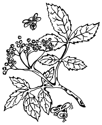 Лечимся ягодами. Дача — вылечит, дача — исцелит - i_008.png