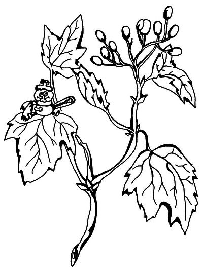 Лечимся ягодами. Дача — вылечит, дача — исцелит - i_009.png