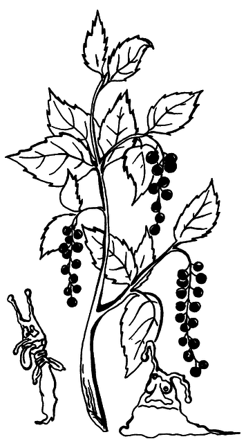 Лечимся ягодами. Дача — вылечит, дача — исцелит - i_011.png