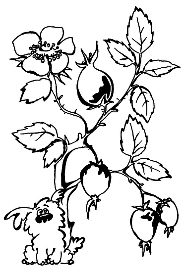 Лечимся ягодами. Дача — вылечит, дача — исцелит - i_012.png