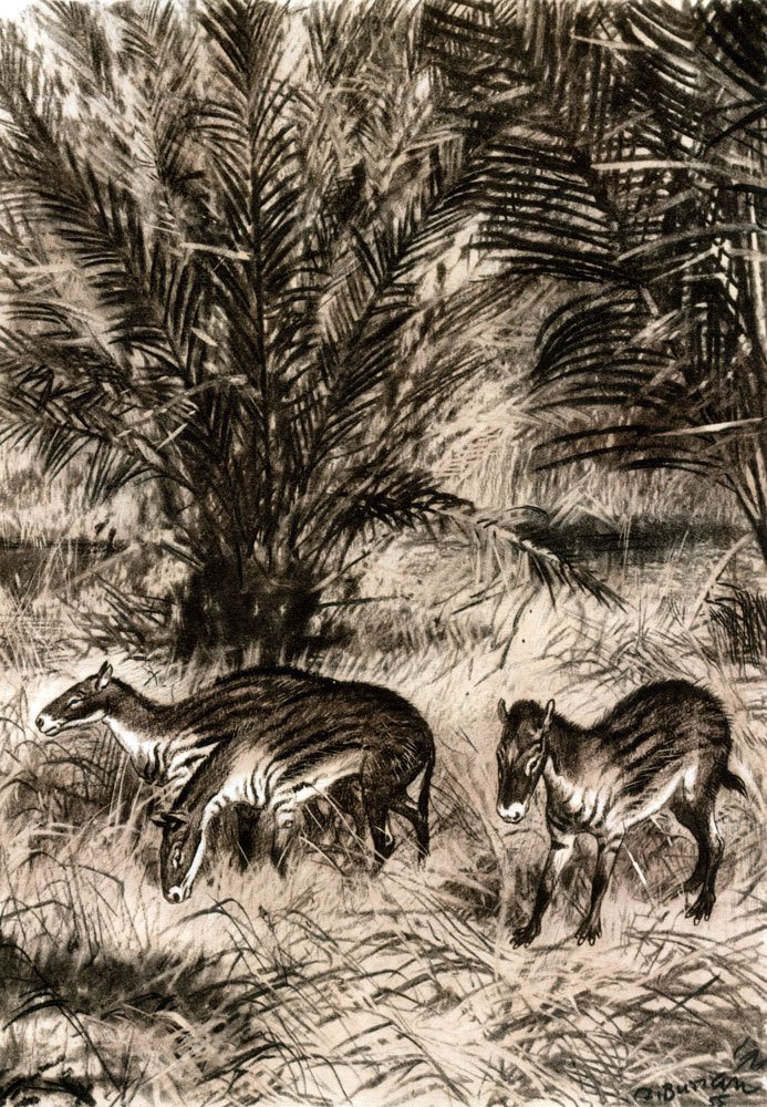 По пути развития жизни - doc2fb_image_02000039.jpg