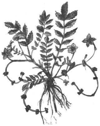 Сыроедение – путь к бессмертию - i_008.jpg