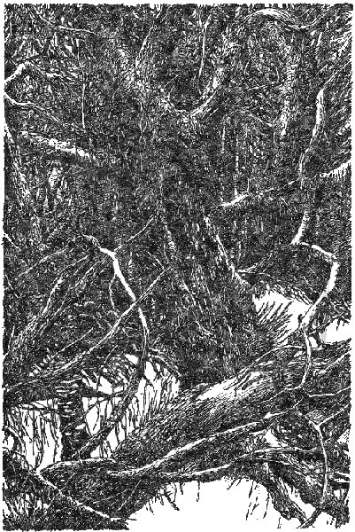 Лавондисс - image003.jpg