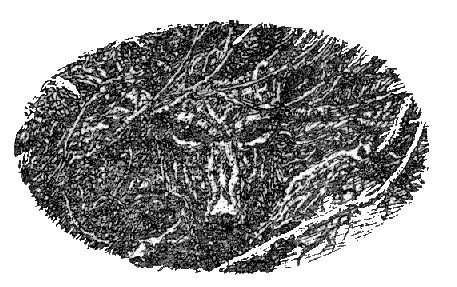 Лавондисс - image014.jpg