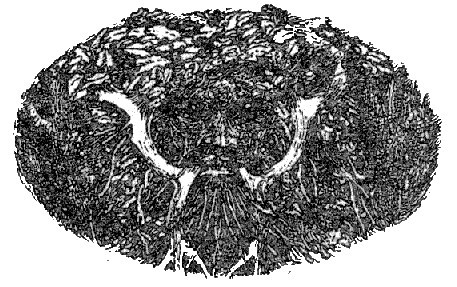 Лавондисс - image018.jpg