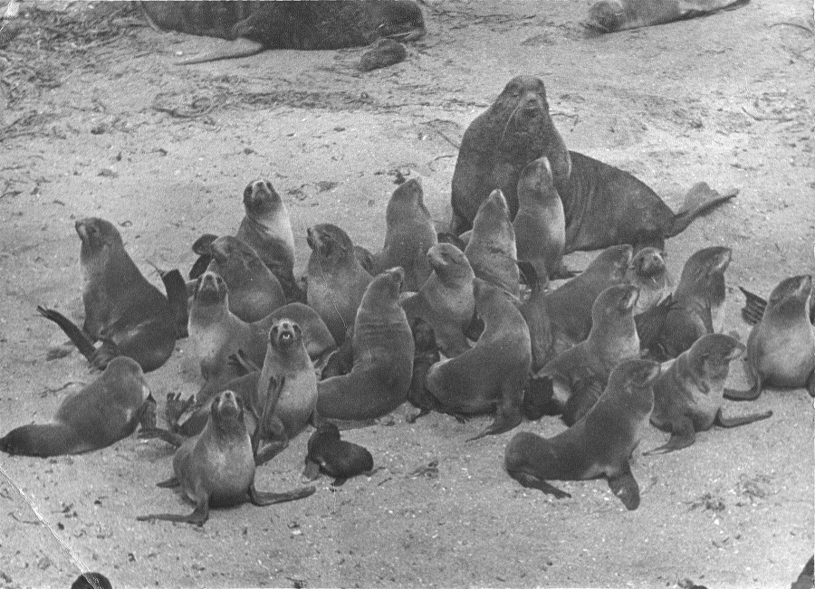 Снова об удивительных рыбах и животных - _15.jpg