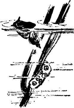 Мой живой уголок - i_041.jpg