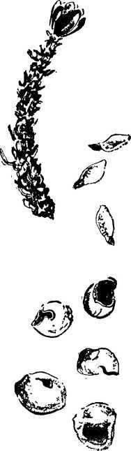 Мой живой уголок - i_058.jpg