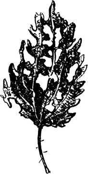 Мой живой уголок - i_096.jpg