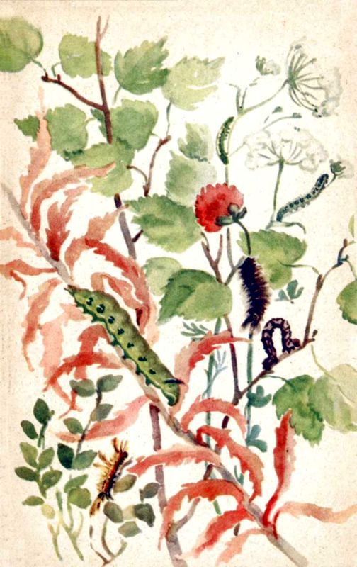 Мой живой уголок - i_100.jpg