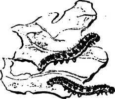 Мой живой уголок - i_101.jpg