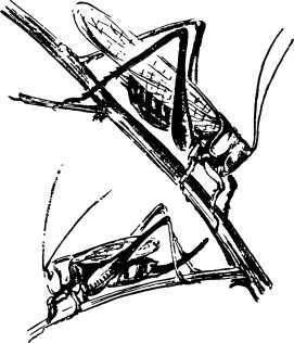 Мой живой уголок - i_109.jpg