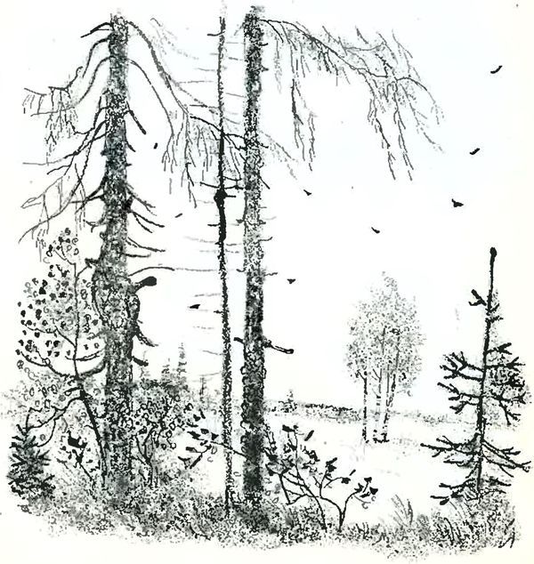 В краю дедушки Мазая<br />(Рассказы) - i_019.jpg