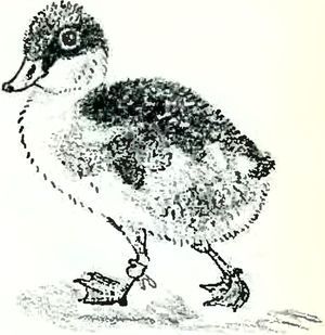 В краю дедушки Мазая<br />(Рассказы) - i_028.jpg