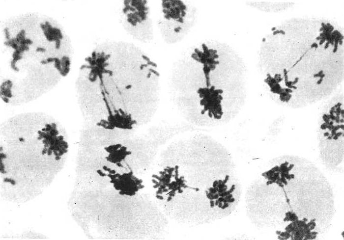 Девять цветов радуги - i_080.jpg