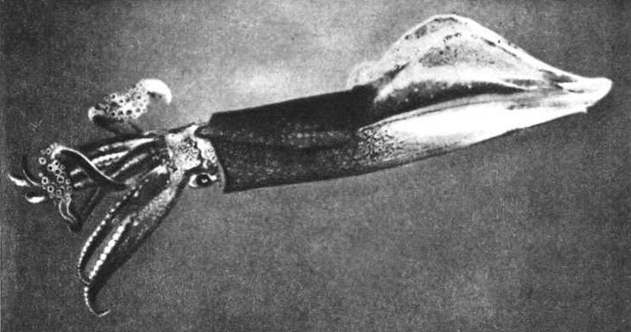 Девять цветов радуги - i_110.jpg