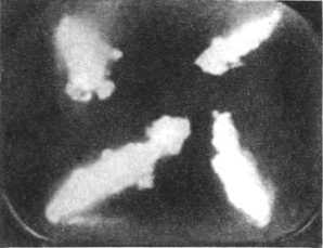 Девять цветов радуги - i_162.jpg