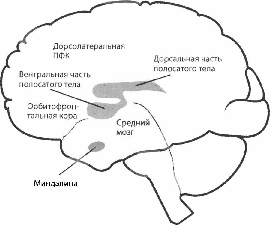 Биология желания. Зависимость — не болезнь - _1.jpg