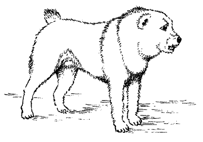 Пойми друга. Справочник по поведению собак - any2fbimgloader0.png