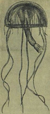 Следы на камне - i_041.jpg