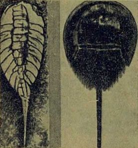 Следы на камне - i_047.jpg