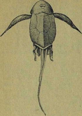 Следы на камне - i_056.jpg