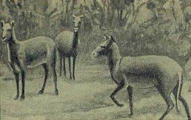 Следы на камне - i_144.jpg