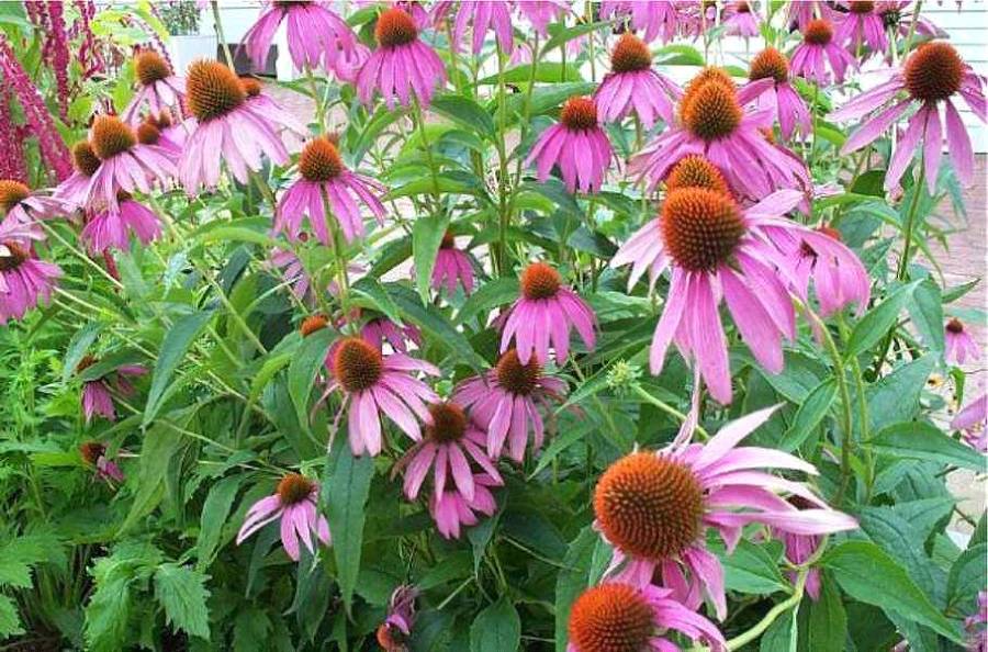 Ваше Истинное Призвание - _0.jpg