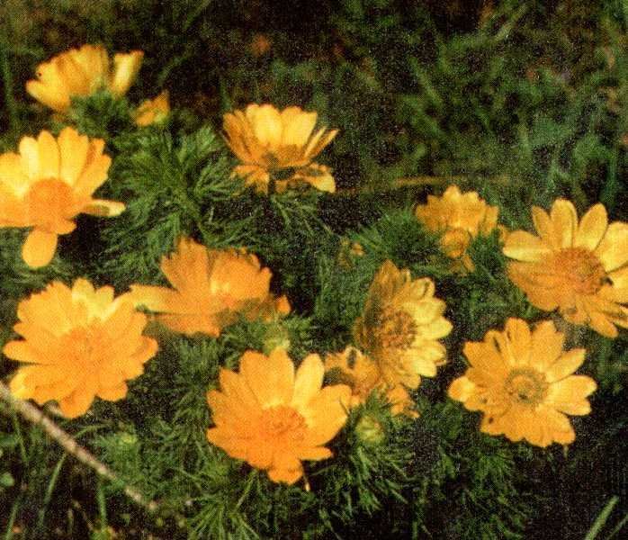 Одолень-трава - g1.jpg