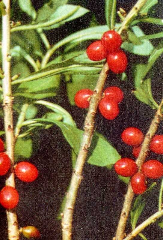 Одолень-трава - g10.jpg