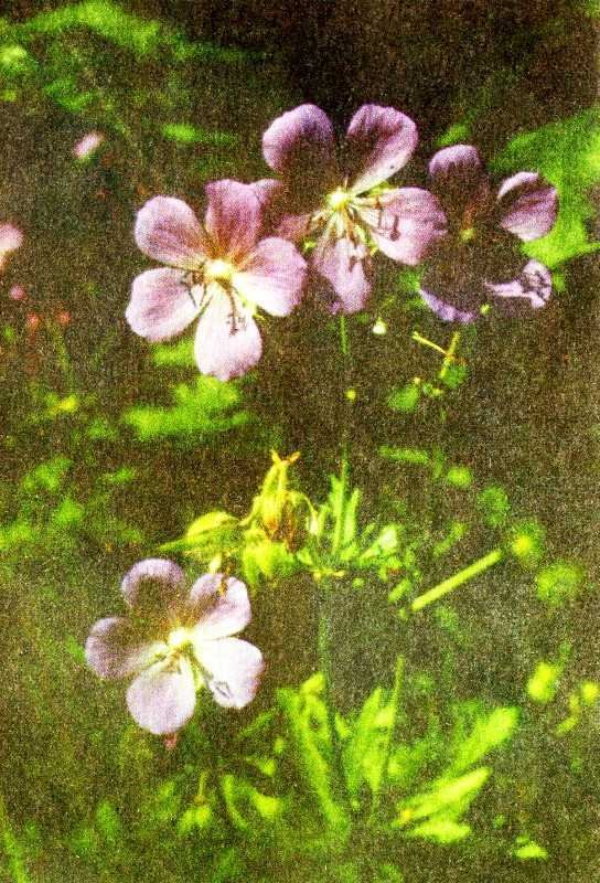 Одолень-трава - g11.jpg