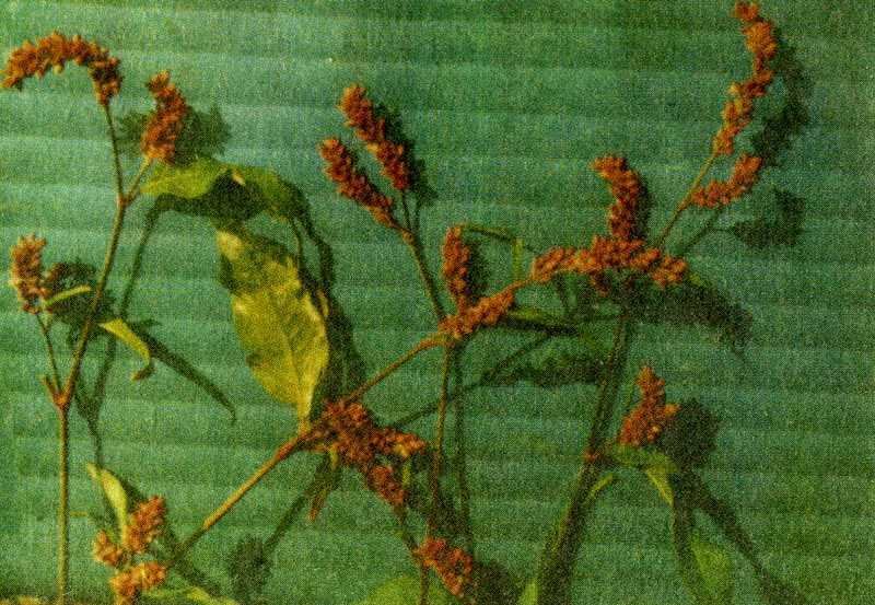 Одолень-трава - g12.jpg