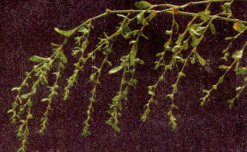 Одолень-трава - g14.jpg