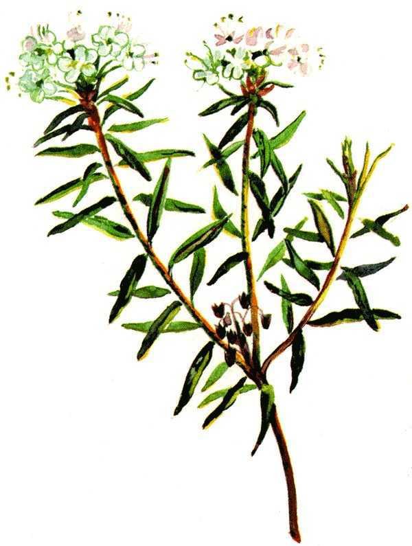 Одолень-трава - g3.jpg