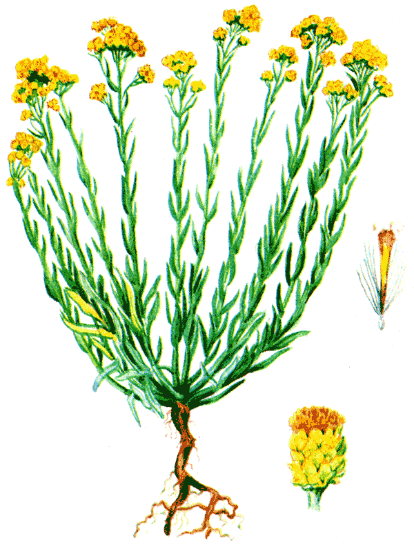 Одолень-трава - g4.png